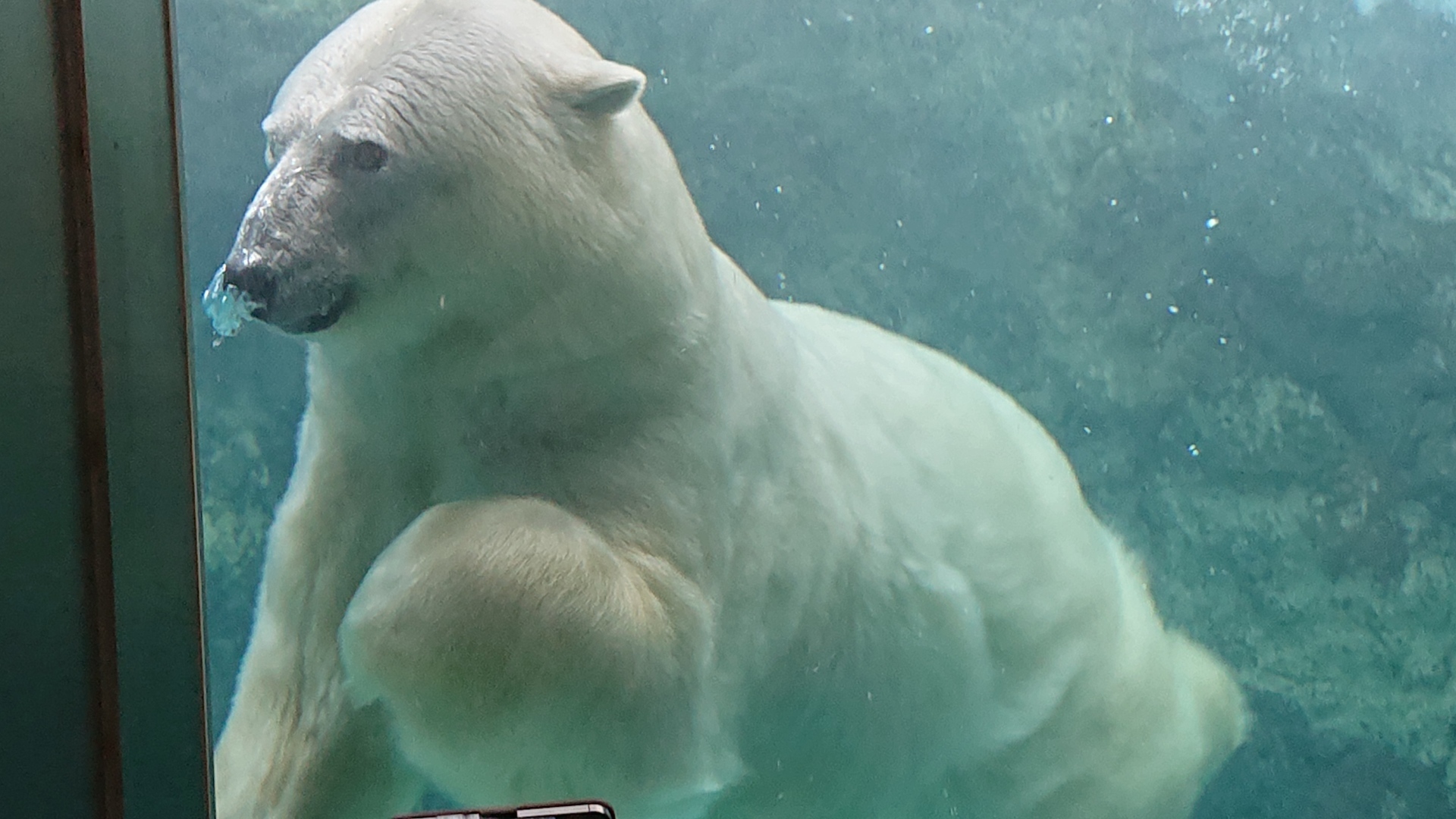 北海道の旅 旭山動物園 時々つれあり つれづれ日記